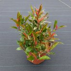 Nandina domáca (Nandina domestica) ´FIRE POWER´ - výška 40-50 cm, kont. P13